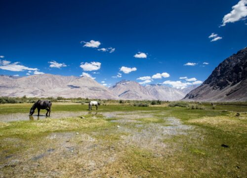 Leh